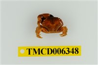 藏品(光滑綠蟹)的圖片